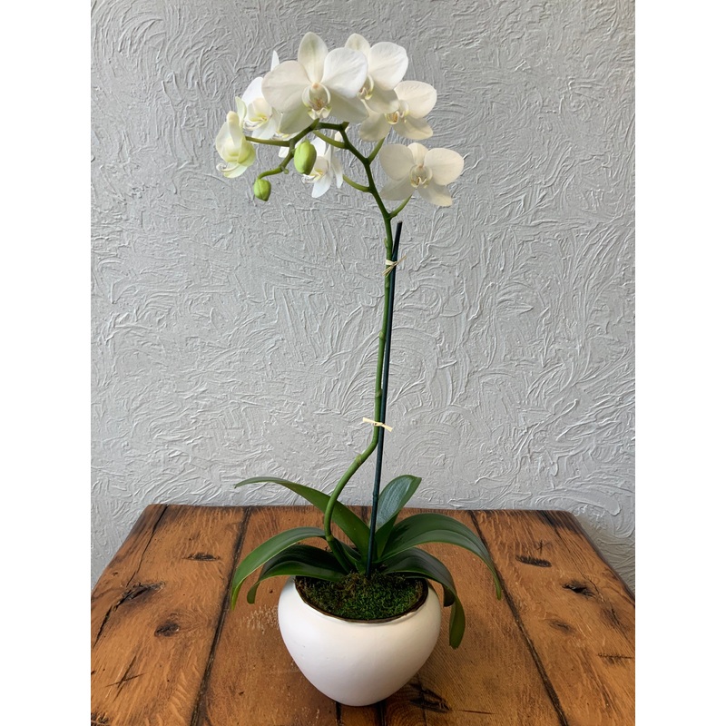 Orchid – single in ceramic pot