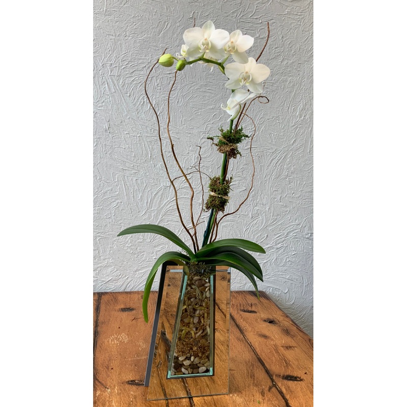 Orchid – single in mirrored vase