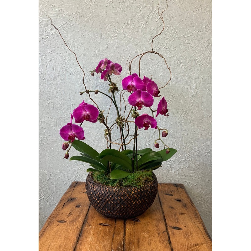 Orchid – triple in basket