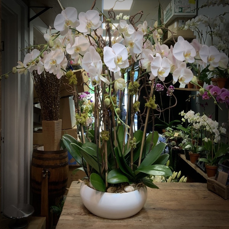 Orchids – 10 stems in ceramic bowl