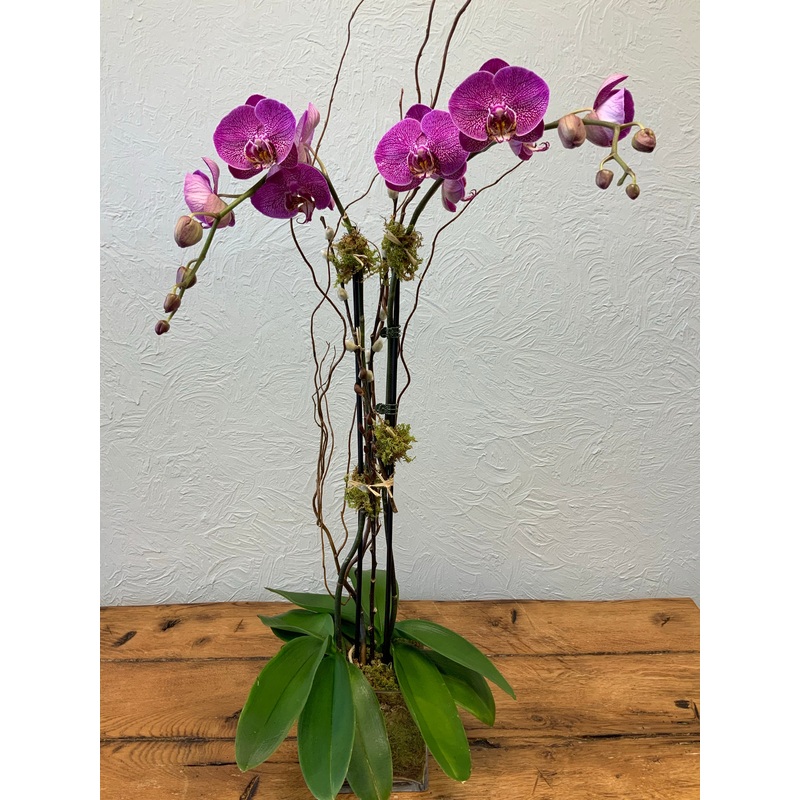 Purple Orchid-double in a Glass Container