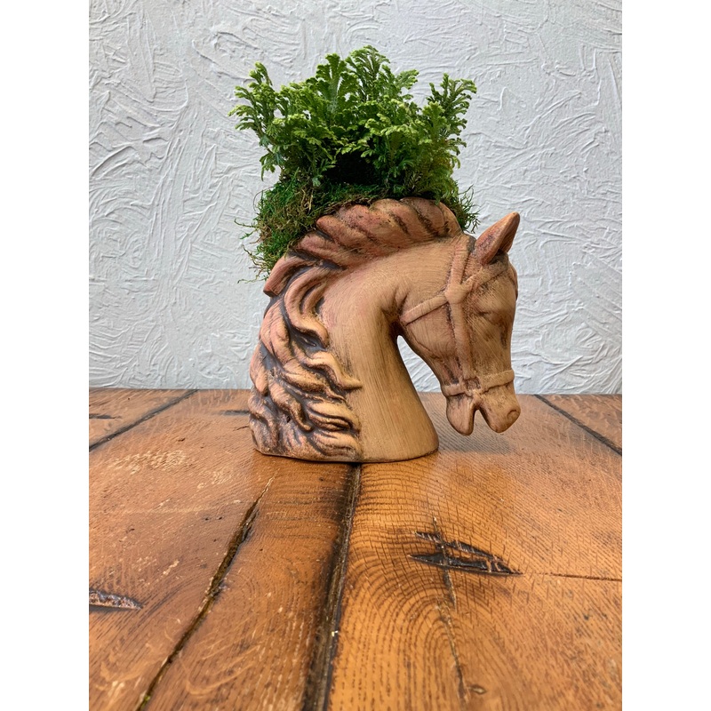 Selaginella in ceramic horse