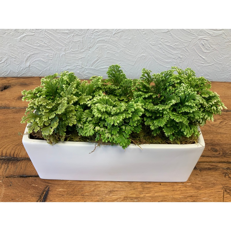 Selaginella in white ceramic