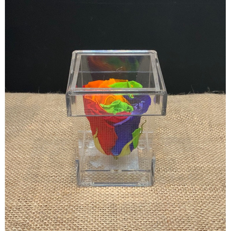 Single Rainbow Rose in Acrylic Keepsake Box