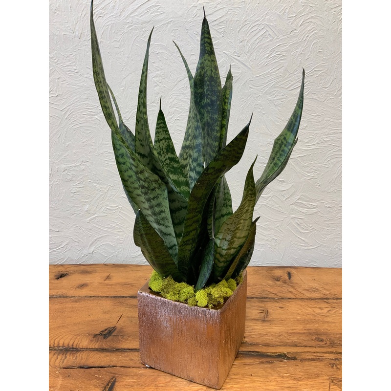 Snake Plant