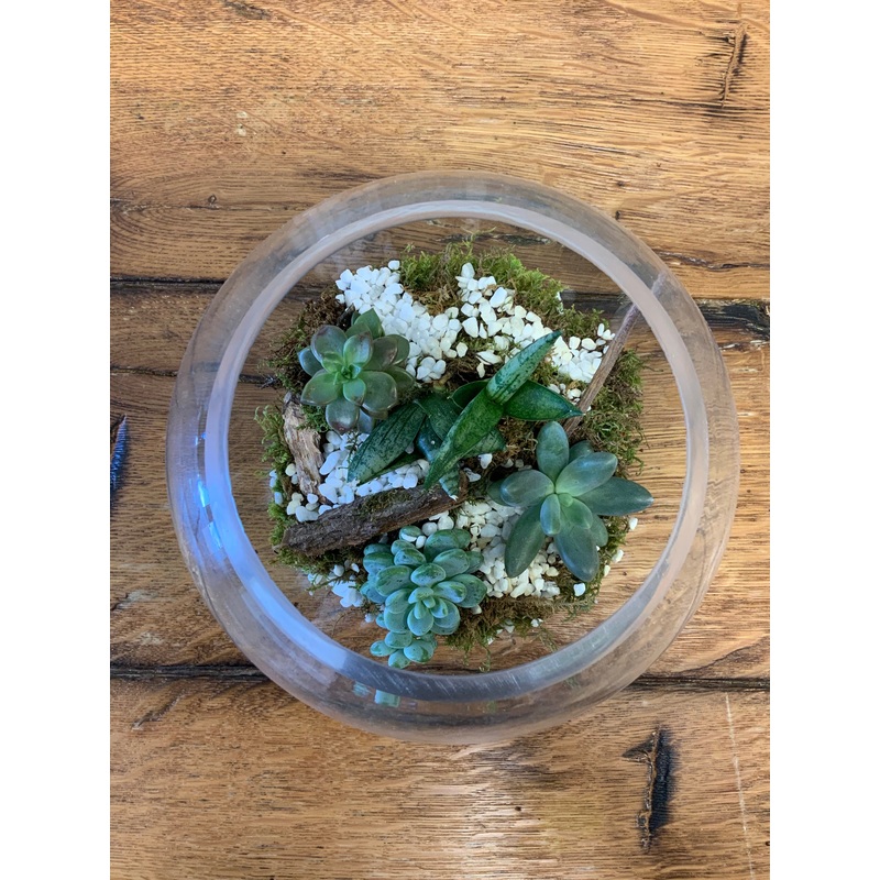 Succulent Planter/mixed in clear bowl terrarium