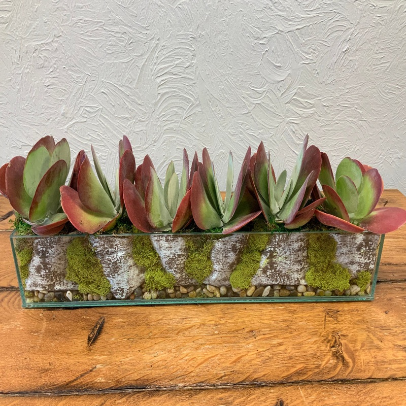 Succulent Planter/selection in 24x 4 glass