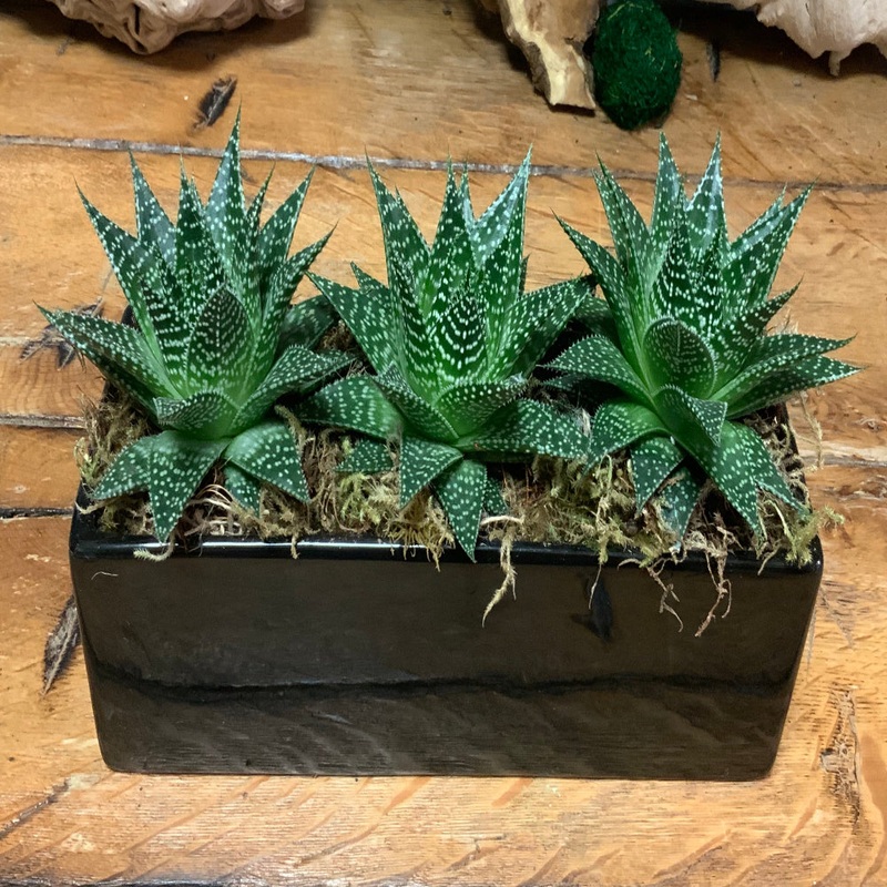 3 Large Succulents in Black Ceramic Container