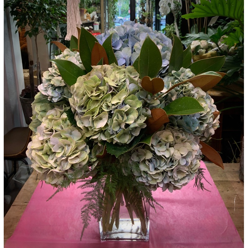 Antique Blue Hydrangeas with Magnolia Leaf