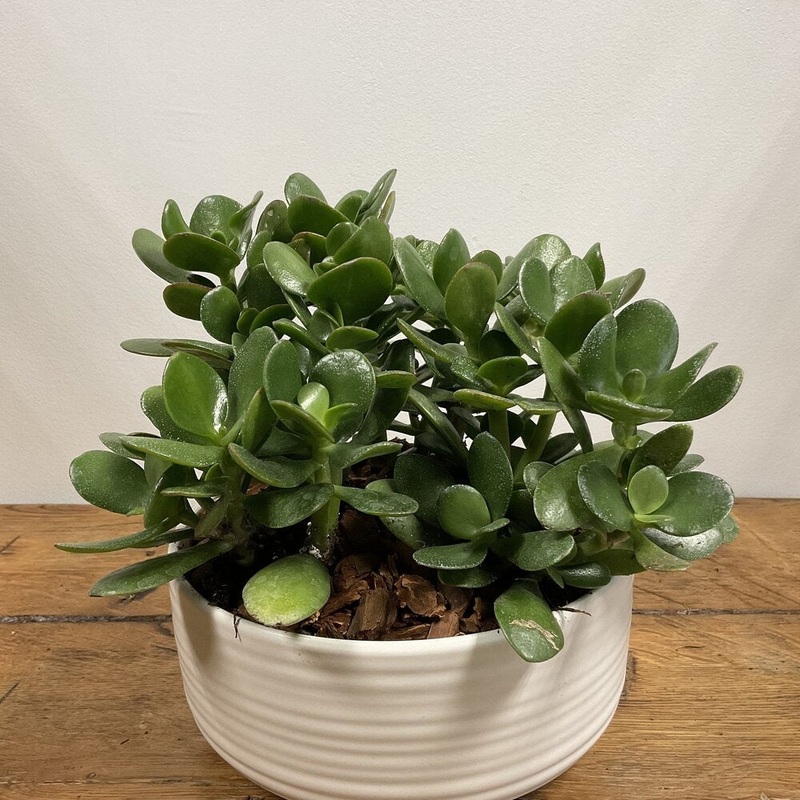 Jade Plant in White Vase