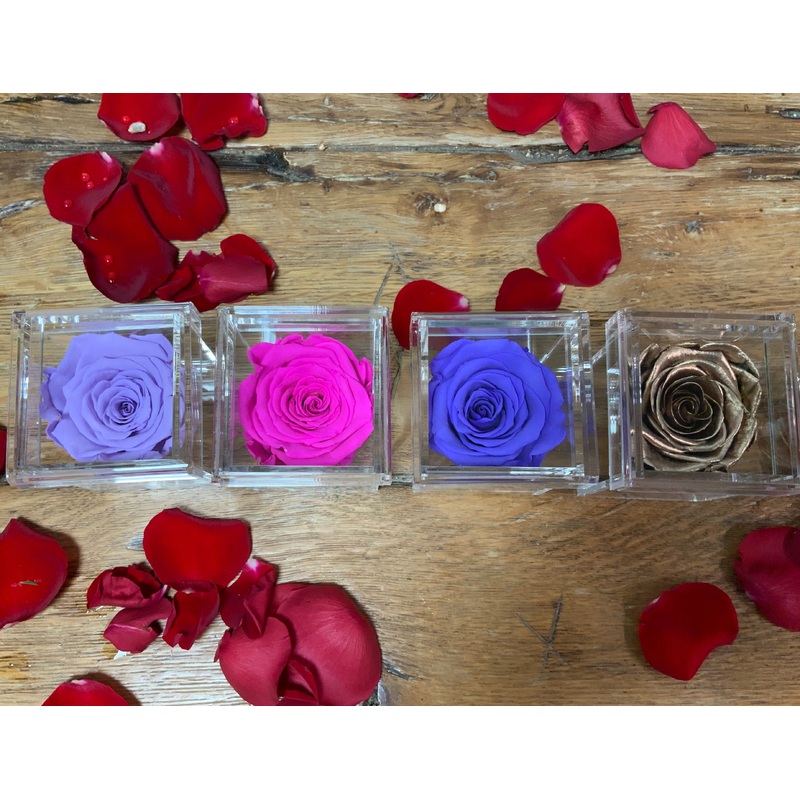 Single Preserved Rose in a Lucite Cube