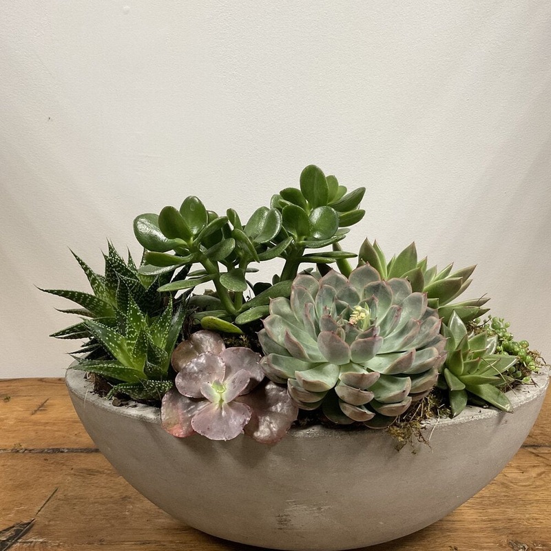 Succulents in Concrete Planter