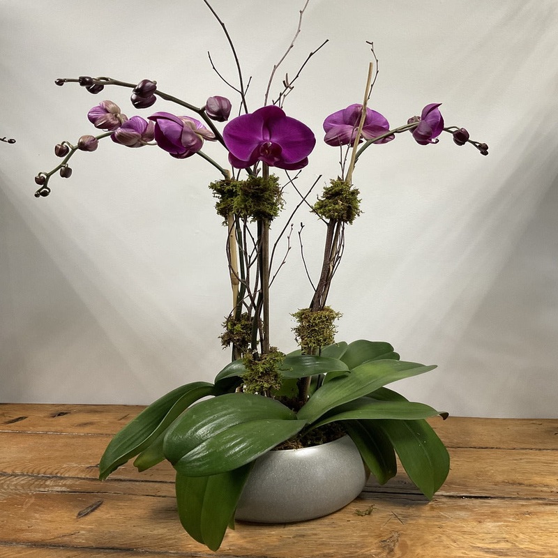 Triple Stem Purple Orchid in Gray Bowl