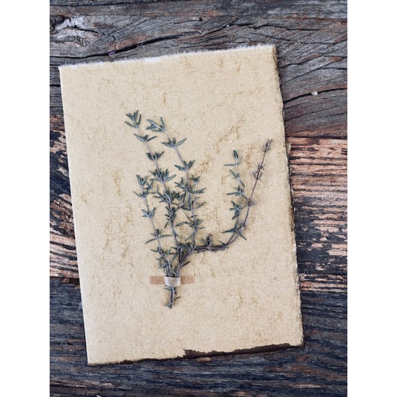 A Sprig of Thyme-Thyme Sprig-approx 11cms wide x 16cms long-handmade rag paper