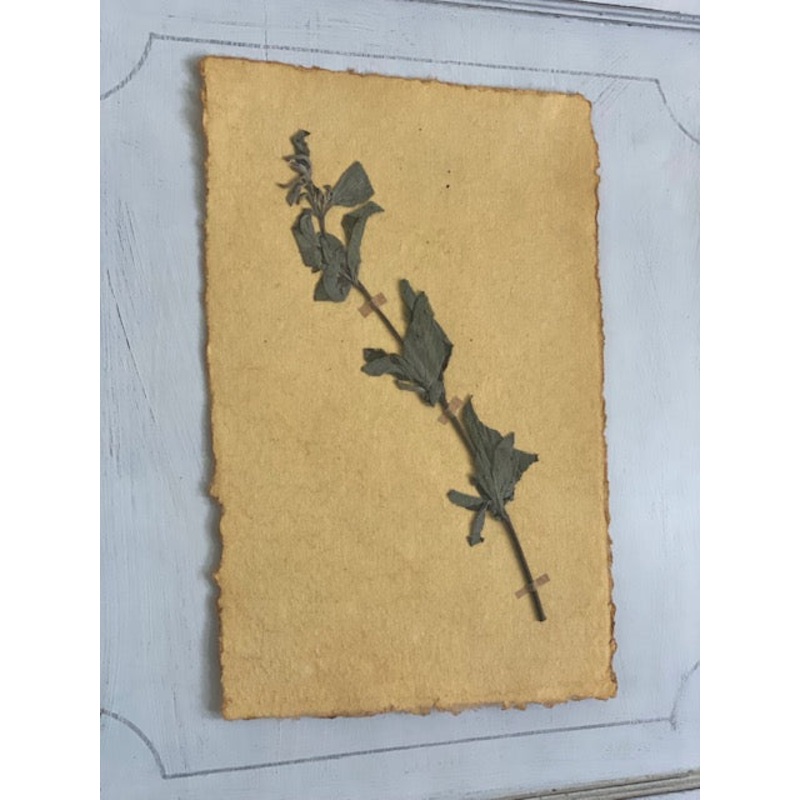 African Mint-African Mint-approx 20cms wide x 30cms long-handmade rag paper