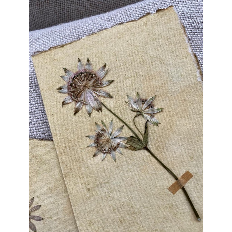 Astrantia Flower Greeting Card