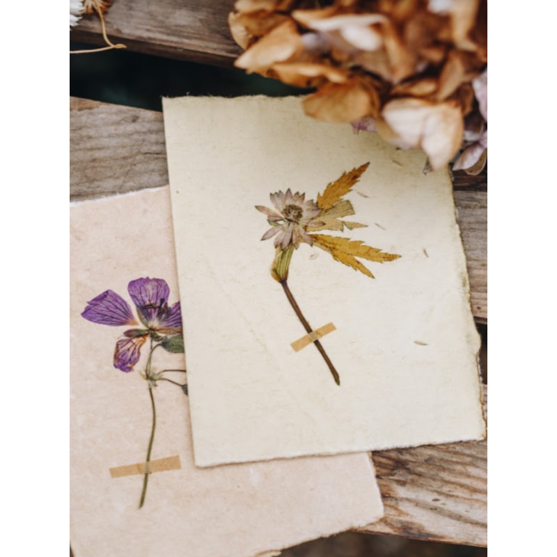 Astrantia-Pressed Astrantia Flower-approx 11cms wide x 16cms long-handmade rag paper