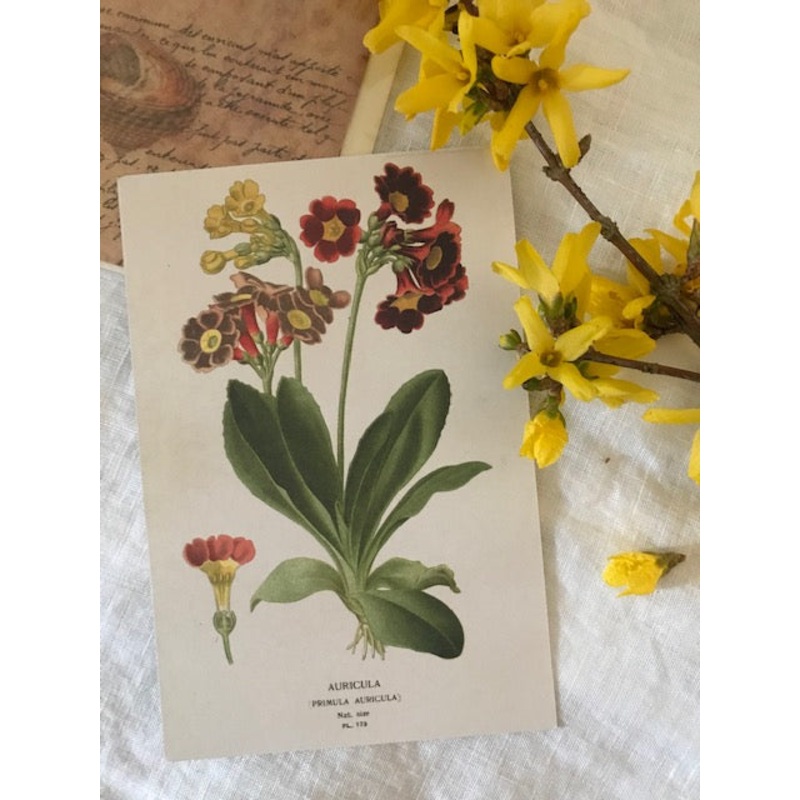 Auricula Postcard-Printed card