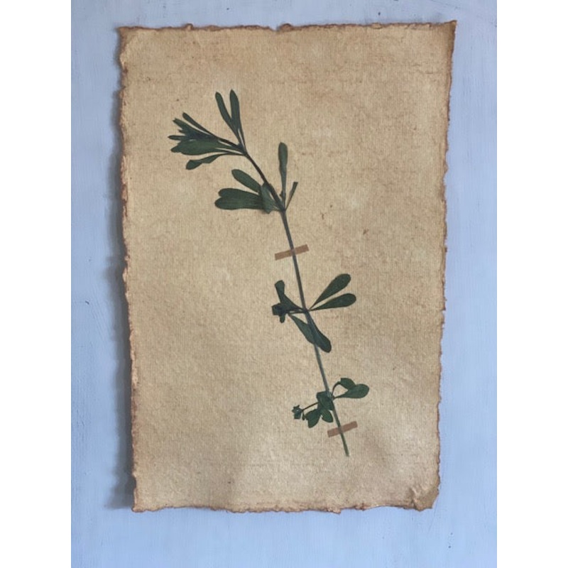 Cleavers-Cleavers-approx 20cms wide x 30cms long-handmade rag paper