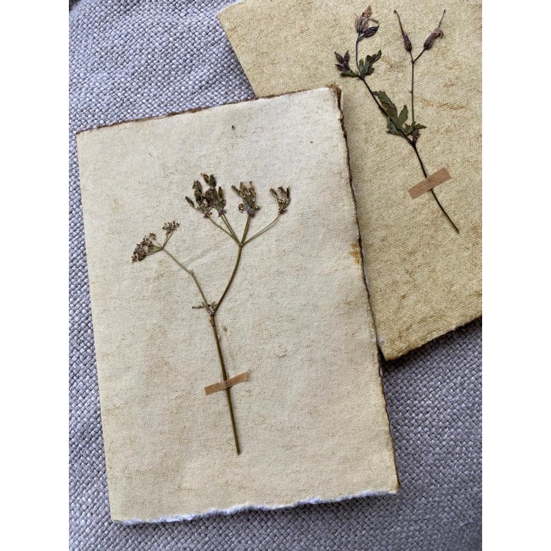 Cow Parsley-Pressed Cow Parsley-approx 11cms wide x 16cms long-handmade rag paper