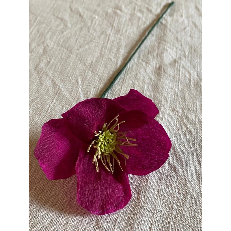 Deep Pink Paper Hellebore