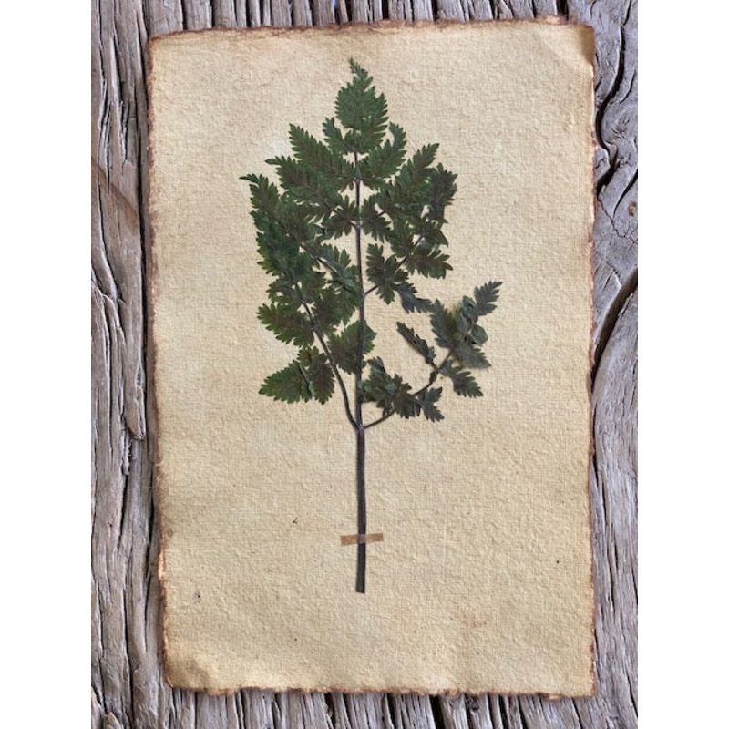 Fern Leaf-Fern leaf-approx 20cms wide x 30cms long-handmade rag paper