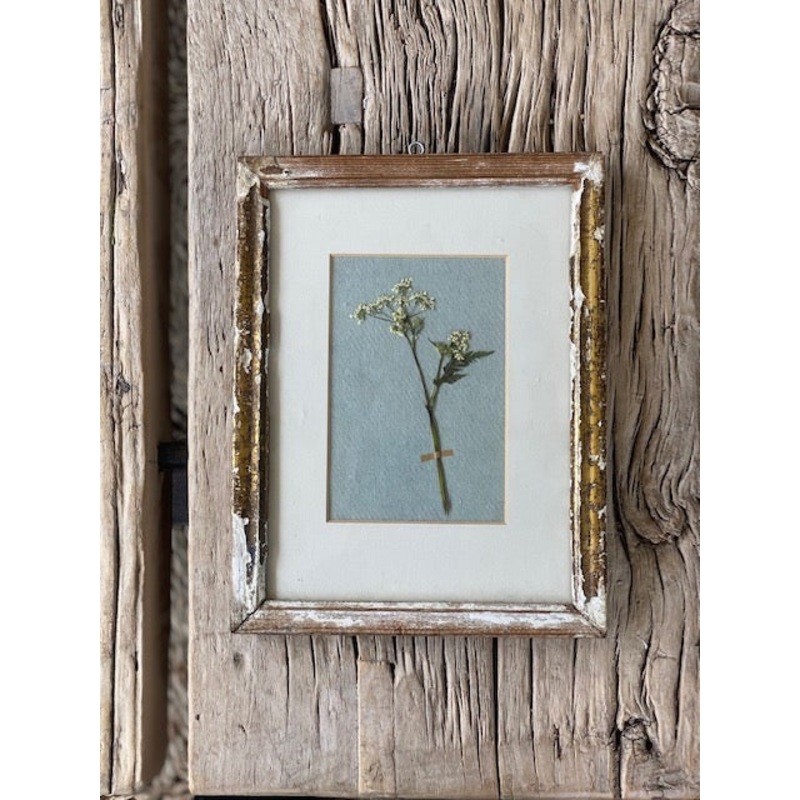 Framed Cow Parsley-Cow Parsley-approx 20cms wide x 26.5cms long x 1.5cms deep-handmade rag paper