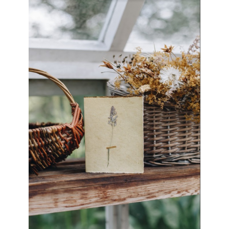 Grass Stem-Single Stem of Grass-approx 11cms wide x 16cms long-handmade rag paper