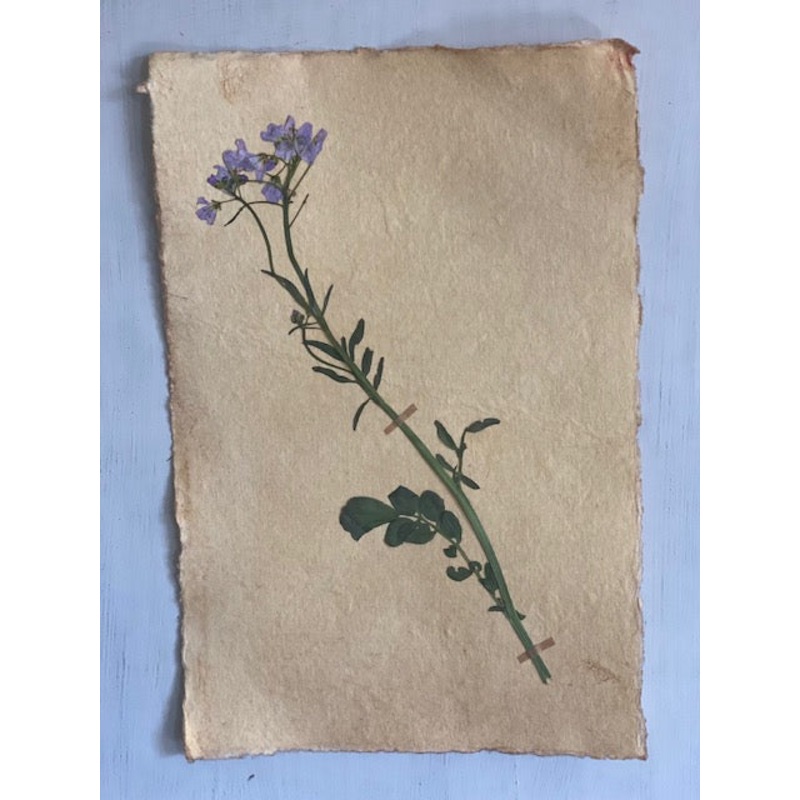 Lady’s Smock-Lady’s Smock-approx 20cms wide x 30cms long-handmade rag paper