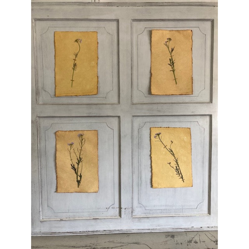 Lady’s Smock-Lady’s Smock Group of Four Pressings & Top Right & Top Left & Bottom Right & Bottom Left-approx 20cms wide x 30cms long & 20cms wide x 30cms long-handmade rag paper