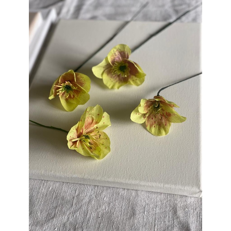Pale Green Paper Hellebore