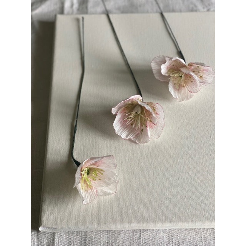 Pale Pink Paper Hellebore