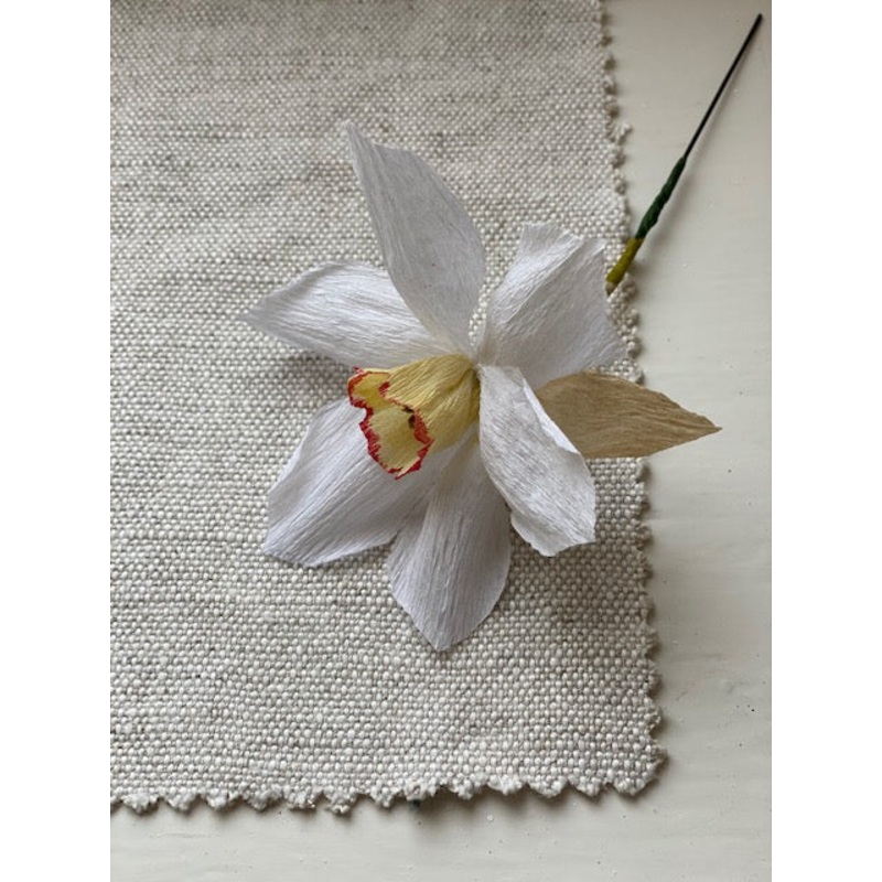 Paper Narcissus