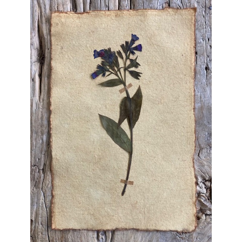 Pulmonaria-Pulmonaria-approx 20cms wide x 30cms long-handmade rag paper