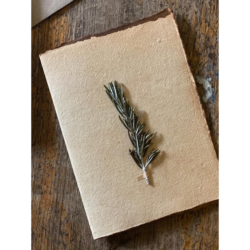 Rosemary-Rememberance Rosemary-approx 11cms wide x 16cms long-handmade rag paper