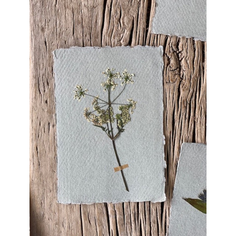 Small Cow Parsley-Cow Parsley-approx 11cms wide x 15cms long-handmade rag paper