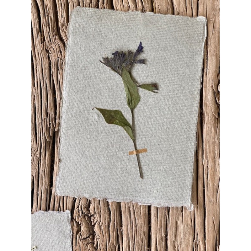 Small Pulmonaria-Pulmonaria-approx 11cms wide x 15cms long-handmade rag paper