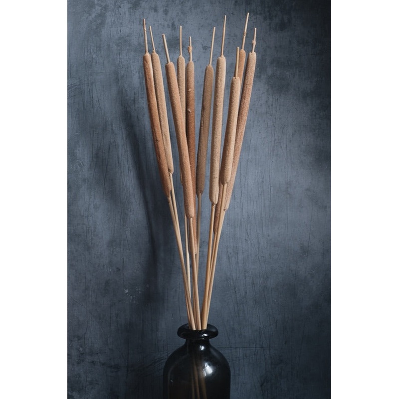 Dried Bulrushes
