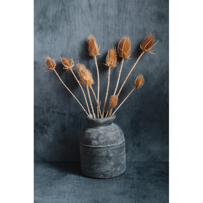 Dried Cardoon Thistles