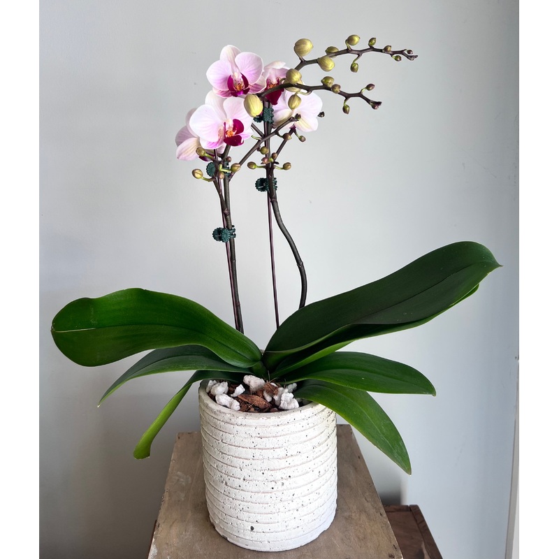 Phalaenopsis Orchid-Our most beautiful Pink or Purple Double stemmed or Waterfall Phalaenopsis Orchid in a Ceramic Vessel & Our most beautiful White Double stemmed or Waterfall Phalaenopsis Orchid in a Ceramic Vessel
