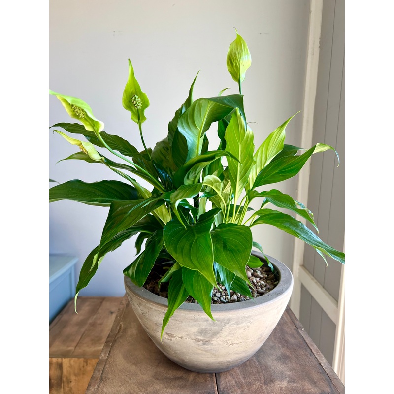 Spathiphyllum ‘Peace Lily’-Grey Terracotta
