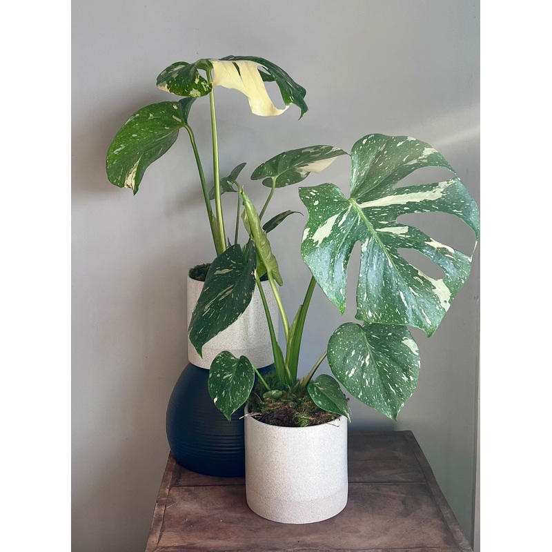 Thai Constellation Monstera