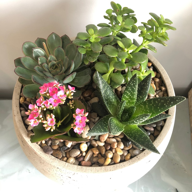 Zen Succulent Garden-Impressive & Beautiful – 17 – 11″ vessel