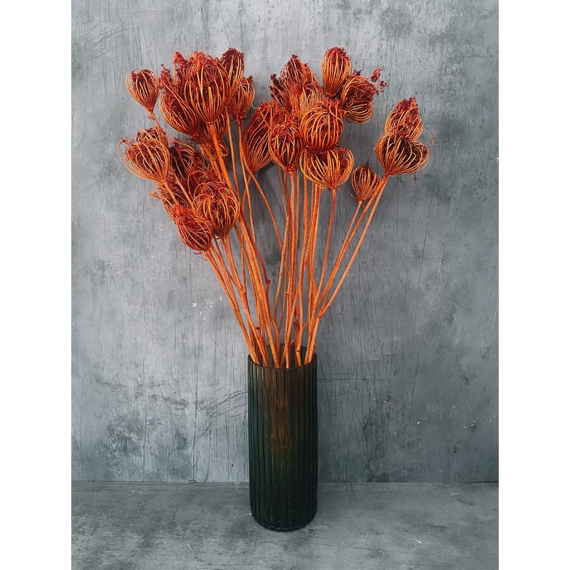 Dried Ammi Majus – burnt orange