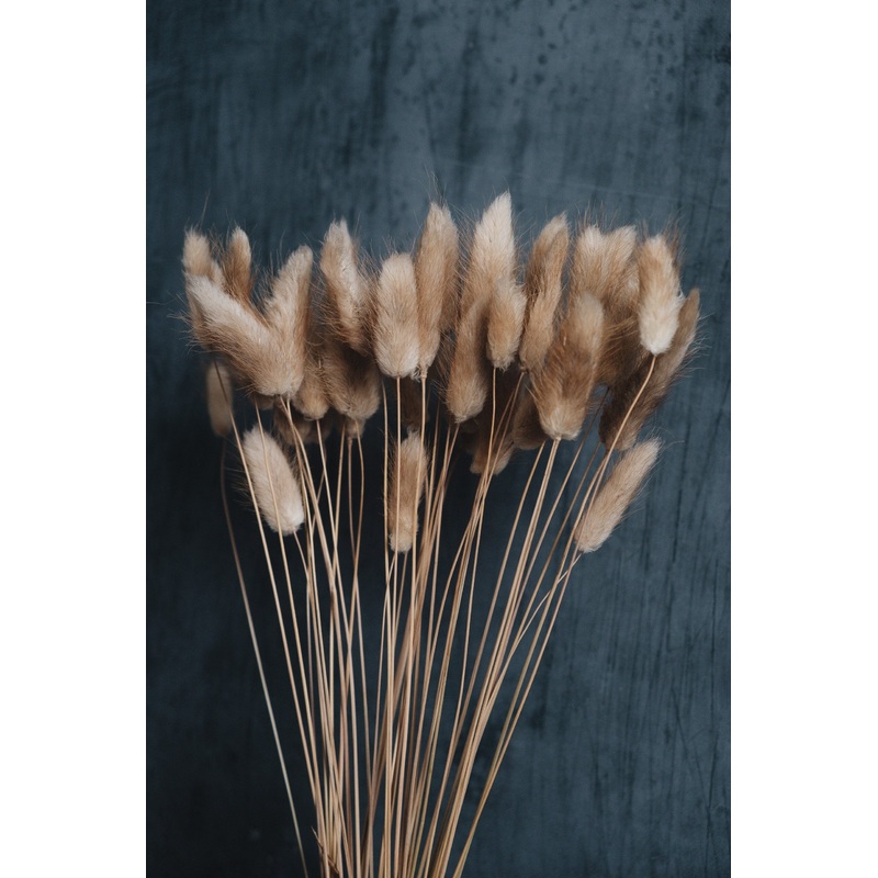 Dried Bunny Tails – Natural x20