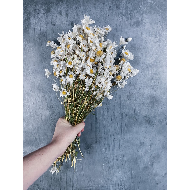 Dried Daisies