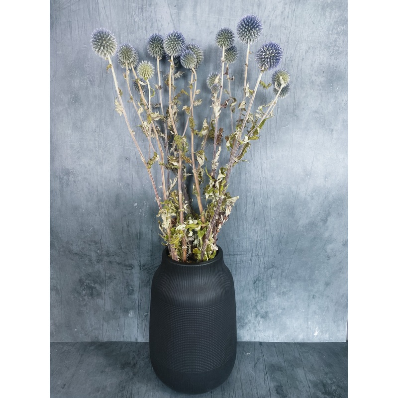 Dried Echinops – Globe Thistle