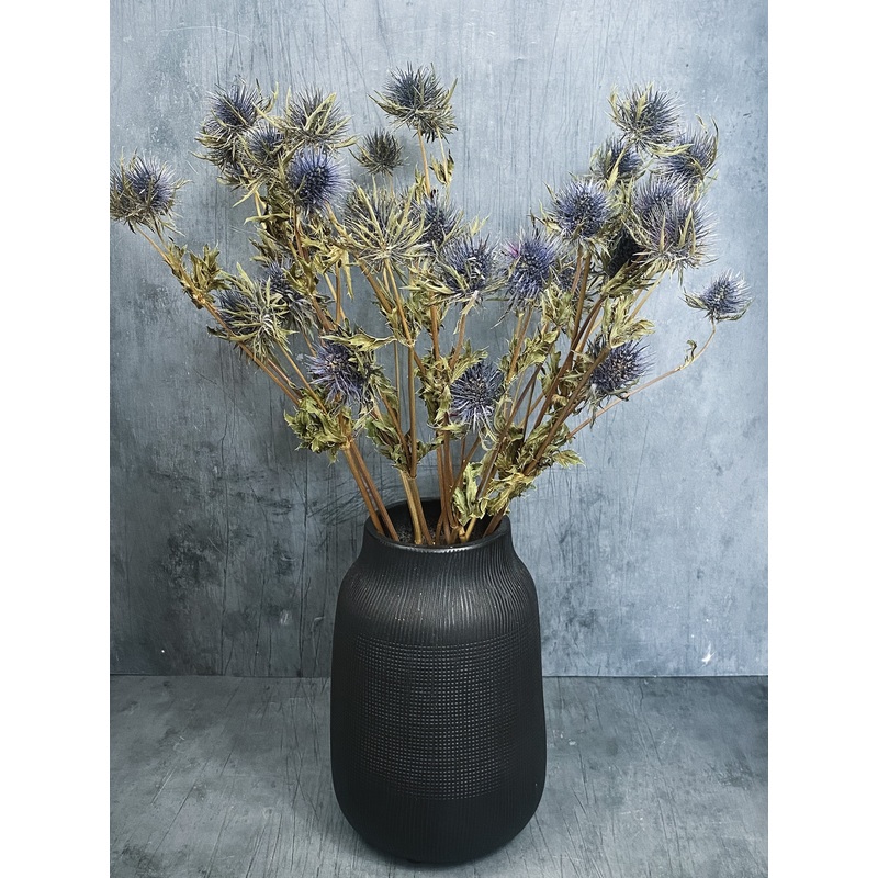 Dried Eryngium Thistles
