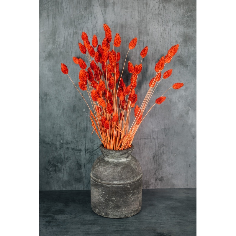 Dried Phalaris – Burnt Orange