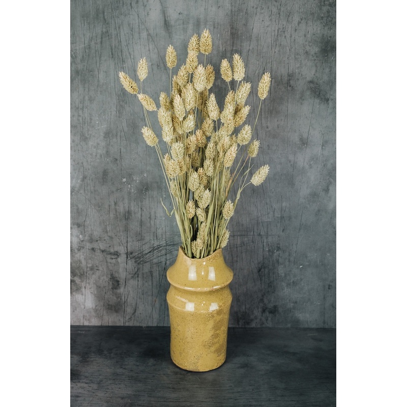 Dried Phalaris – Natural